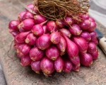 A Grade Quality Small Onion