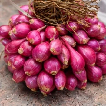 A Grade Quality Small Onion