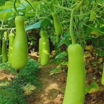 Normal Bottle Gourd for sale