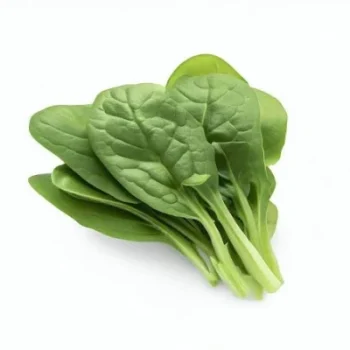 Normal Spinach