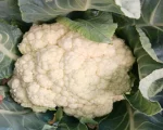 Hybrid Cauliflower for sale