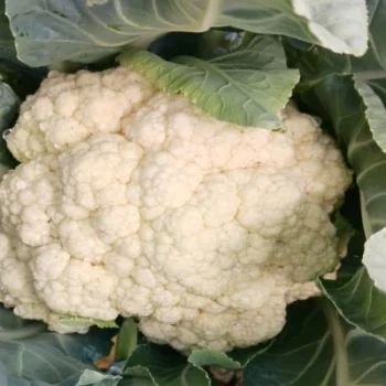 Hybrid Cauliflower for sale
