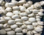 Button Mushroom for sale