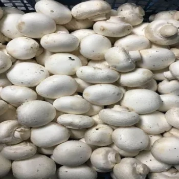 Button Mushroom for sale