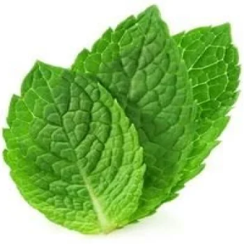 Normal Mint Leaves for sale