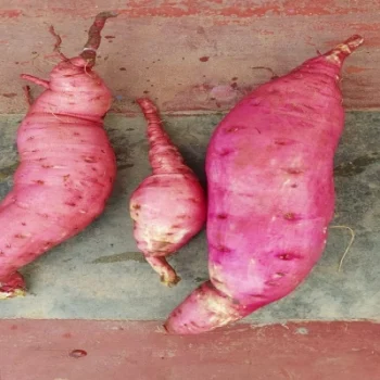 Normal Sweet Potato for sale