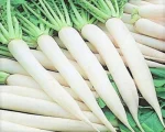 White Radish for sale