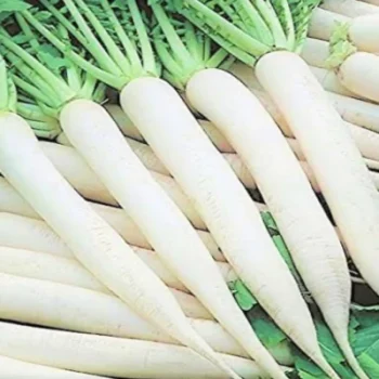 White Radish for sale
