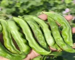 Hybrid Cluster Beans for sale