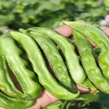 Hybrid Cluster Beans for sale