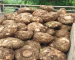 A Grade Quality Elephant Yam for sale