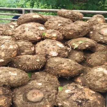 A Grade Quality Elephant Yam for sale