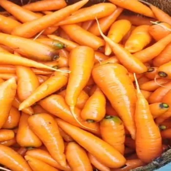 Normal Carrot for sale