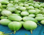 Bharta Brinjal for sale