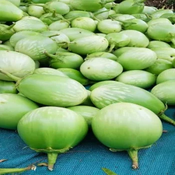 Bharta Brinjal for sale