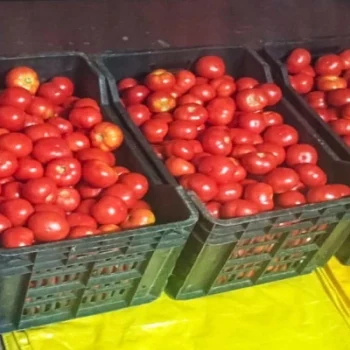 Organic Tomato