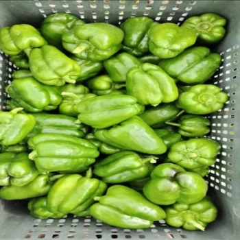 Normal Capsicum for sale