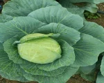 A Grade Quality Cabbage for sale