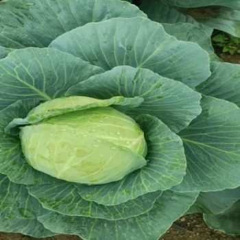 A Grade Quality Cabbage for sale