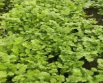 Normal Coriander Leaves for sale