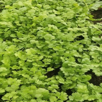 Normal Coriander Leaves for sale