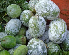 Normal Ash gourd for sale