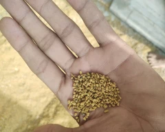 Normal Fenugreek Leaves for sale