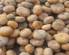 Pumpkin for sale