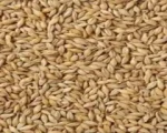 Barley for sale