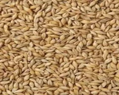 Barley for sale