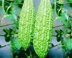Hybrid Bitter gourd for sale