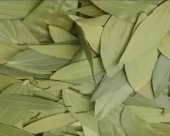Bay leaf for sale