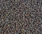 Indian Masoor for sale