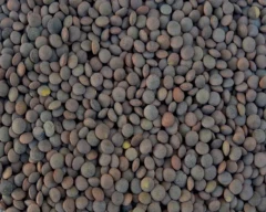 Indian Masoor for sale