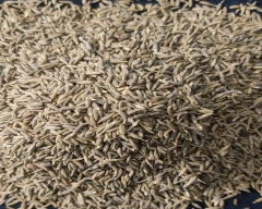 Brown Jeera for sale