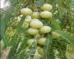 A Grade Quality Amla for sale
