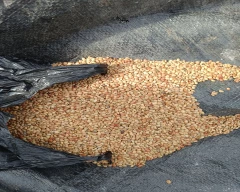 Normal Horse Gram for sale