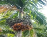Natural Arecanut for sale