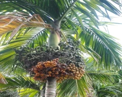 Natural Arecanut for sale