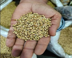 Seed Whole Coriander for sale