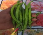 Hybrid Green Chilli for sale