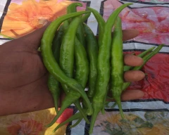 Hybrid Green Chilli for sale