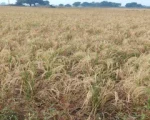 1509 Basmati Rice for sale