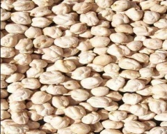 Indian Chana for sale
