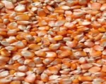 Hybrid Maize for sale