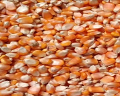 Hybrid Maize for sale