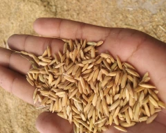 A Grade Quality Paddy for sale