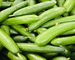 Captainstar Cucumber for sale