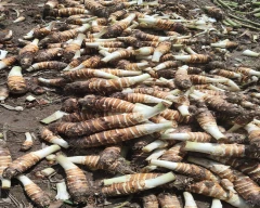 Normal Colocasia for sale