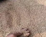 Lokwan Atta for sale